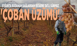 Soğukta budanan bağlardan işçilere tatlı sürpriz: 'Çoban üzümü'