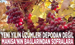Yeni yılın üzümleri depodan değil, Manisa'nın bağlarından sofralara
