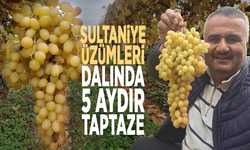 Sultaniye üzümleri dalında 5 aydır taptaze