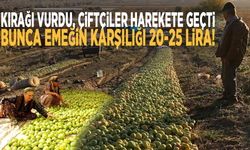 Kırağı vurdu, çiftçiler harekete geçti: Bunca emeğin karşılığı 20-25 lira
