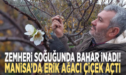Zemheri soğuğunda bahar inadı! Manisa’da erik ağacı çiçek açtı