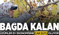 Bağda kalan üzümler ev ekonomisine can suyu oluyor
