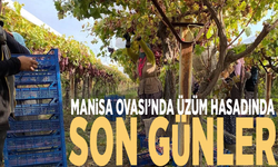 Manisa Ovası’nda üzüm hasadında son günler