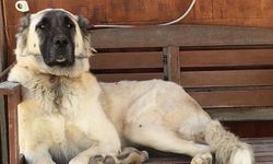 Datça’da silahla yaralanan köpek kurtarılamadı