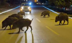 Kuşadası'nı domuzlar bastı