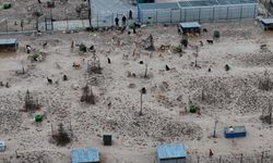 Barınakta aç ve susuz bırakılan köpeklerin birbirini parçaladığı iddiası