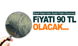 Zeytin almak isteyenler için Ziraat Odası zeytin fidanı getiriyor