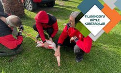 Filamingoyu böyle kurtardılar