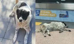 "Matmazel"i döverek katledenler işten atıldı