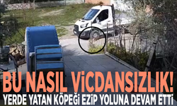 Bu nasıl vicdansızlık! Yerde yatan köpeği ezip yoluna devam etti