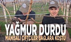 Yağmur durdu, Manisalı çiftçiler bağlara koştu