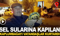 Selden kaçan kaplumbağayı vatandaşlar kurtardı