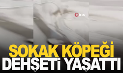 Yine bir çocuk köpek saldırısına uğradı