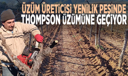 Üzüm üreticisi yenilik peşinde.. Thompson üzümüne geçiyor