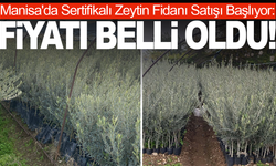 Çiftçilerin dikkatine! Manisa'da Sertifikalı Zeytin Fidanı Satışı Başlıyor