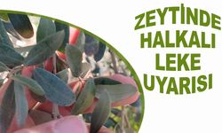 Salihli’de Zeytin Üreticilerine “Halkalı Leke” Uyarısı