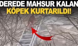 Manisa'da derede mahsur kalan köpek kurtarıldı
