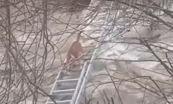 Manisa'da derede mahsur kalan köpek kurtarıldı