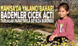 Manisa’da yalancı bahar! Bademler çiçek açtı, tarlalar papatyayla beyaza büründü