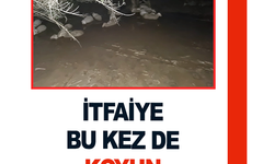 İtfaiyeden koyun kurtarma operasyonu