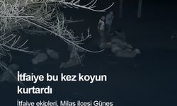 İtfaiyeden koyun kurtarma operasyonu