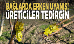 Bağlarda erken uyanış... Üreticiler tedirgin