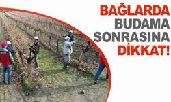 Manisa’da Bağlara Kış Mücadelesi Uyarısı