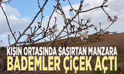 Kışın ortasında şaşırtan manzara: Bademler çiçek açtı