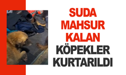 Akhisar–Turgutlu yolunda suda mahsur kalan köpekler kurtarıldı