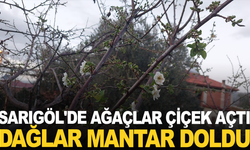 Sarıgöl'de ağaçlar çiçek açtı, dağlar mantar doldu