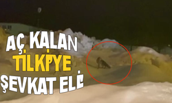 Aç kalan tilkiye yardım eli