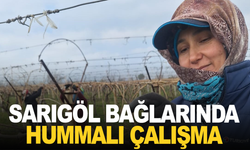 Sarıgöl Ovası’ndaki bağlarda hummalı çalışma