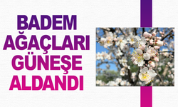 Erken çiçek açan badem ağaçları üreticiyi tedirgin etti