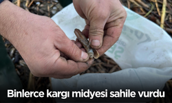 Mersin’de fırtına sonrası binlerce kargı midyesi sahile vurdu: Balıkçılar tek tek topladı