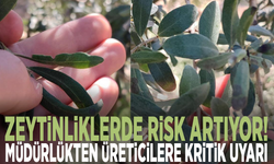 Zeytinliklerde risk artıyor! Müdürlükten üreticilere kritik uyarı