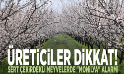 Üreticiler dikkat! Sert çekirdekli meyvelerde "monilya" alarmı