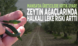 Manisa’da üreticilere kritik uyarı! Zeytin ağaçlarında halkalı leke riski arttı