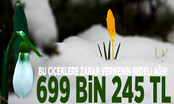 Bu çiçeklere zarar vermenin bedeli ağır: 699 bin 245 TL