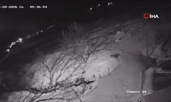 Aç kalan kurtlar köye indi