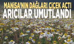 Manisa'nın dağları çiçek açtı, arıcılar umutlandı