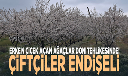 Erken çiçek açan ağaçlar don tehlikesinde! Çiftçiler endişeli