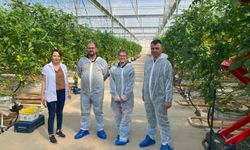 Manisa’da Örtü Altı Domates Üretimine İyi Tarım Denetimi