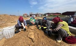 İki kardeşten üzüm fidanında büyük başarı