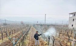 Üzüm üreticileri dikkat! Bağlarda çiçek öncesi ilaçlama programı açıklandı