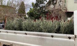 İlçede Trilye zeytin fidanına yoğun ilgi