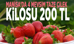 Manisa'da 4 mevsim taze çilek: Kilosu 200 TL