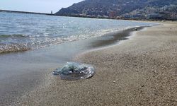 Balıkçıların kabusu oldular