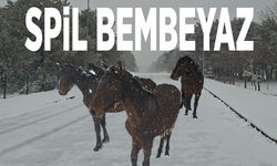 Spil bembeyaz