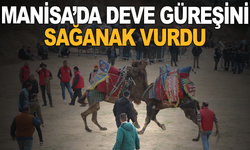 Turgutlu’da Deve Güreşleri Yağış Nedeniyle İptal Edildi