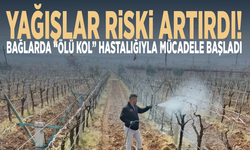 Yağışlar riski artırdı... Bağlarda “ölü kol” hastalığıyla mücadele başladı